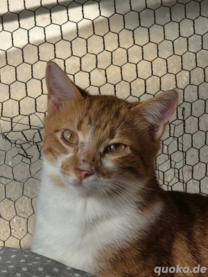 Katze Tierschutz Marina Bundesweite Vermittlung  Bild 3