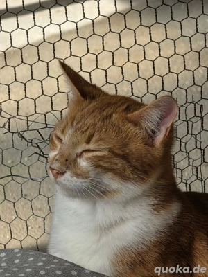 Katze Tierschutz Marina Bundesweite Vermittlung  Bild 5