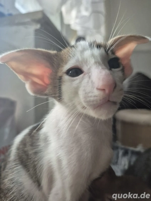 okh orientalisch Kurzhaar