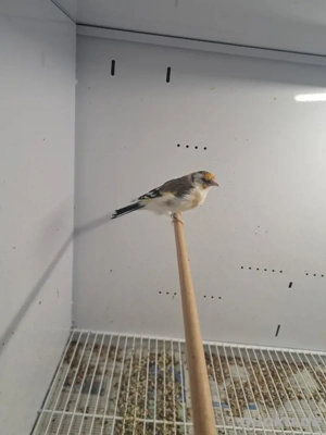 Stieglitz major sceke  Bild 2