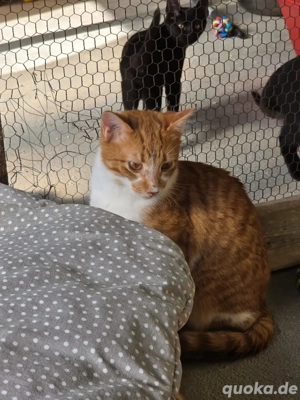 Katze Kater Tierschutz Bundesweite Vermittlung 