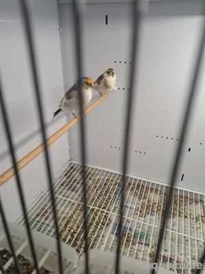 Stieglitz major sceke 