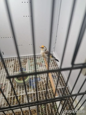 Stieglitz major sceke  Bild 3