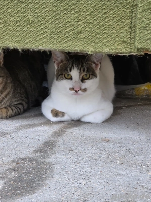 Katze Kater Tierschutz Nervy Bundesweite Vermittlung 