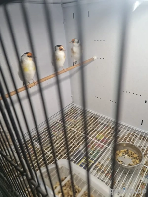 Stieglitz major sceke  Bild 3