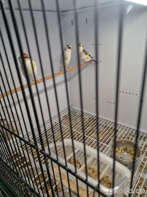 Stieglitz major sceke  Bild 2