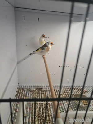 Stieglitz major sceke  Bild 4