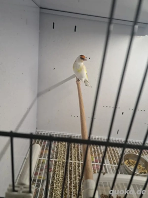 Stieglitz major sceke  Bild 5