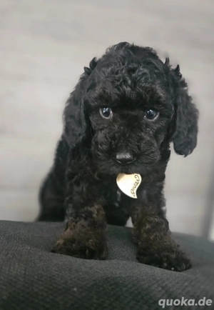 Zwergpudel Welpen ()Weibchen) 