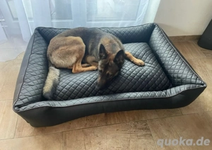 Verspielter Schäferhundmix sucht liebevolles Zuhause    Bild 3