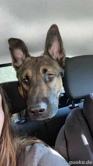 Verspielter Schäferhundmix sucht liebevolles Zuhause    Bild 2