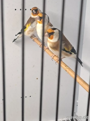 Stieglitz major Natur 