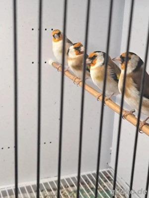 Stieglitz major Natur  Bild 3