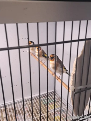 Stieglitz major Natur  Bild 4