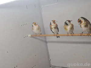 Stieglitz major Natur  Bild 5