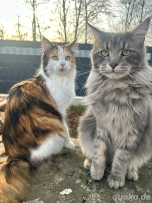 Maine Coon Katzen Halbgeschwister