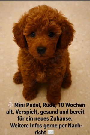 Mini Pudel, 12 Wochen alt, red apricot   aus privater Familie