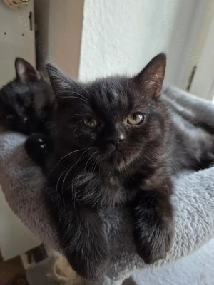 3 Zuckersüße Britisch Kurzhaar Kitten in dark chocolate 