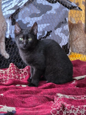 Kitten Katze Kater Tierschutz Nyx Bundesweite Vermittlung 