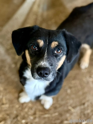 Herr Böhm liebt Kuscheleinheiten und Würstchen.
