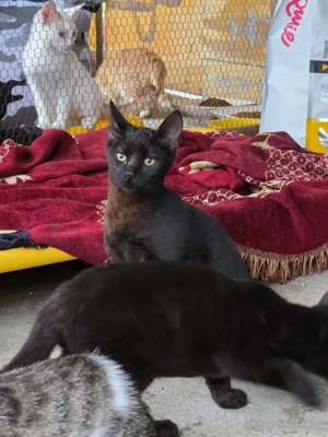 Kitten Katze Kater Tierschutz Nix Bundesweite Vermittlung  Bild 4