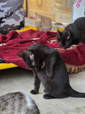 Kitten Katze Kater Tierschutz Nix Bundesweite Vermittlung  Bild 3