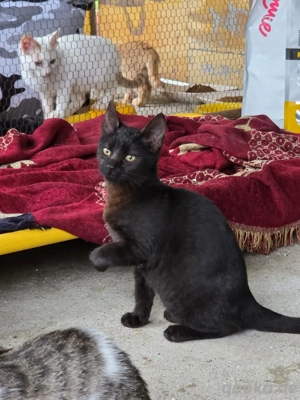 Kitten Katze Kater Tierschutz Nix Bundesweite Vermittlung  Bild 5