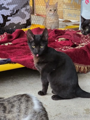 Kitten Katze Kater Tierschutz Nix Bundesweite Vermittlung  Bild 2