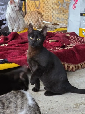 Kitten Katze Kater Tierschutz Nix Bundesweite Vermittlung 