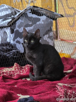 Kitten Katze Kater Tierschutz Sorem Bundesweite Vermittlung 