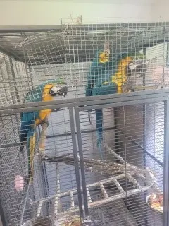 Papageien Ara Bild 2