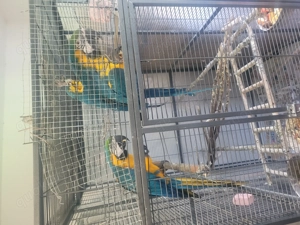 Papageien Ara Bild 1