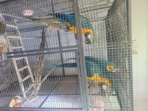 Papageien Ara Bild 3