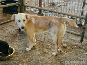 Nuno, der hübsche Rüde möchte ein glückliches Leben  Bild 5