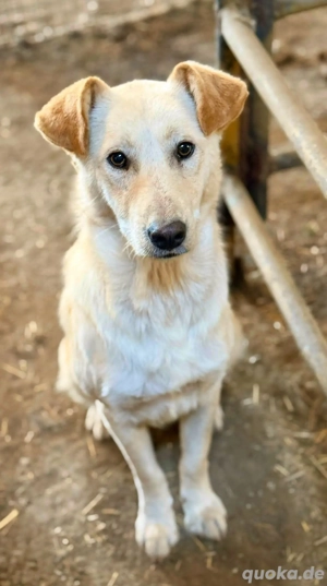 Nuno, der hübsche Rüde möchte ein glückliches Leben  Bild 3
