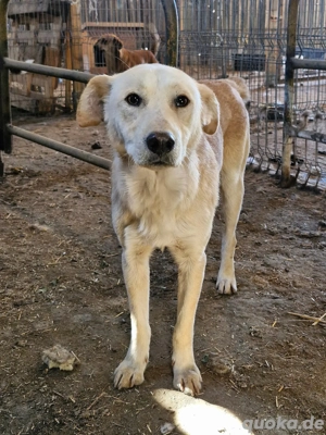 Nuno, der hübsche Rüde möchte ein glückliches Leben  Bild 8