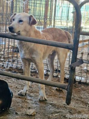 Nuno, der hübsche Rüde möchte ein glückliches Leben  Bild 6