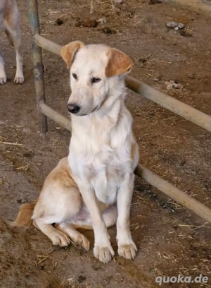Nuno, der hübsche Rüde möchte ein glückliches Leben  Bild 2