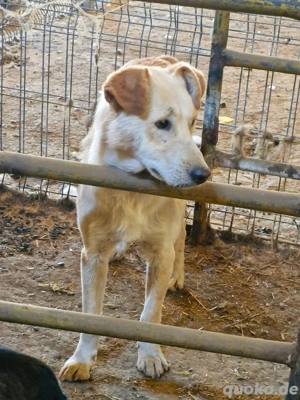 Nuno, der hübsche Rüde möchte ein glückliches Leben  Bild 7