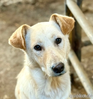 Nuno, der hübsche Rüde möchte ein glückliches Leben  Bild 4