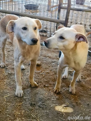 Nuno, der hübsche Rüde möchte ein glückliches Leben  Bild 10