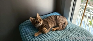 Kitten Katze Tierschutz Yuta Bundesweite Vermittlung 