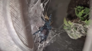 Caribena Versicolor 5-6FH Vogelspinnen 
