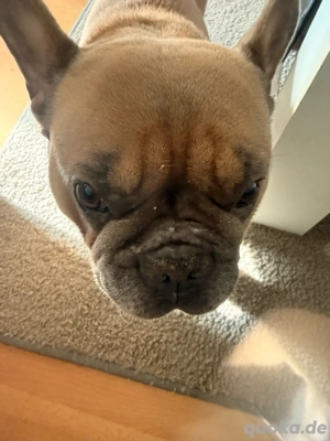 Björni sucht sein zu Hause Bild 4