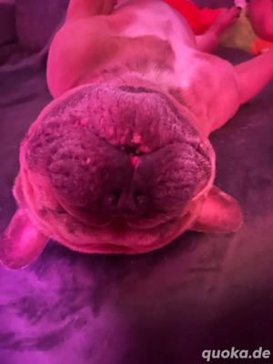 Björni sucht sein zu Hause