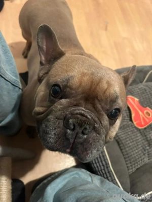 Björni sucht sein zu Hause Bild 2