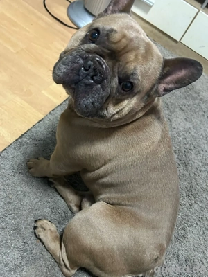 Björni sucht sein zu Hause Bild 3