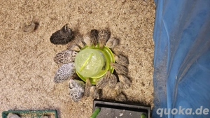 Wachteln Wachteleier Bruteier