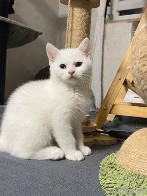 BKH kitten  Bild 2