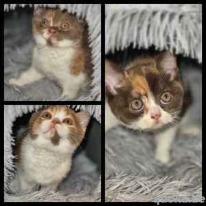 3 süße bkh mädels schoko cinnamon